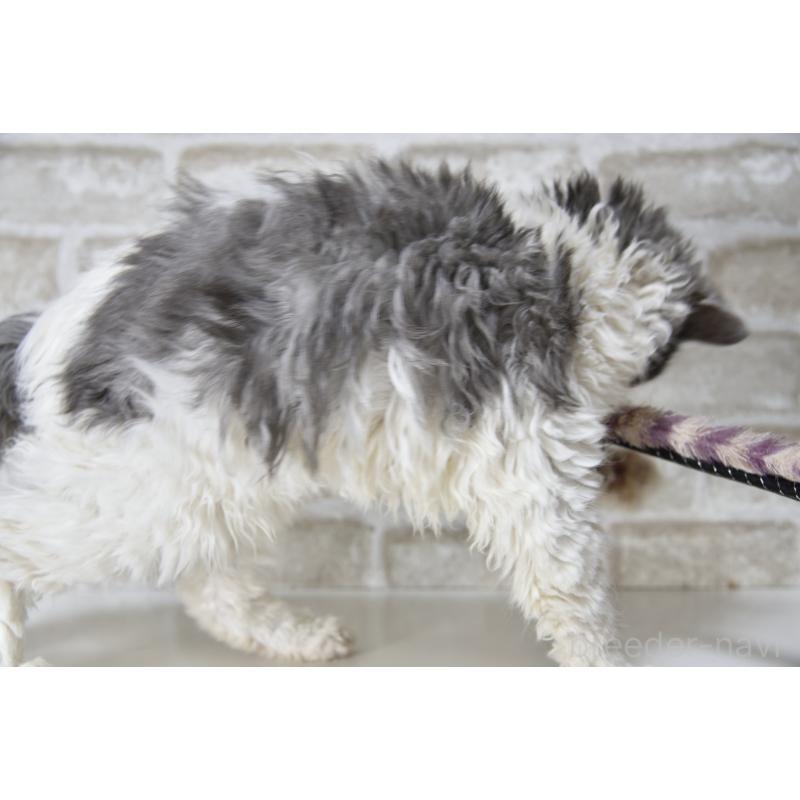 販売中の千葉県のセルカークレックス-112227の10枚目