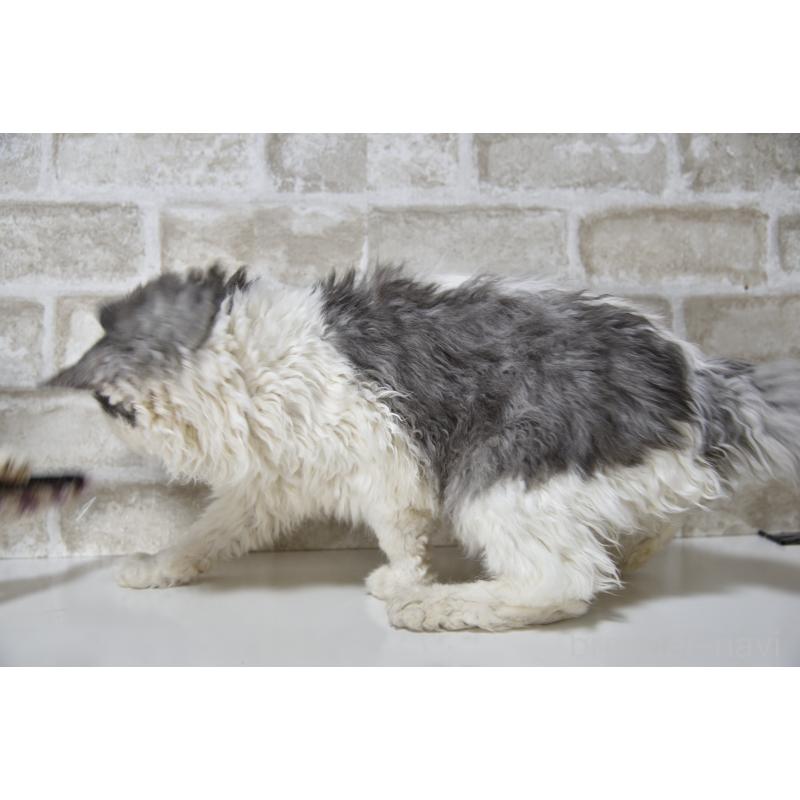 販売中の千葉県のセルカークレックス-112227の9枚目