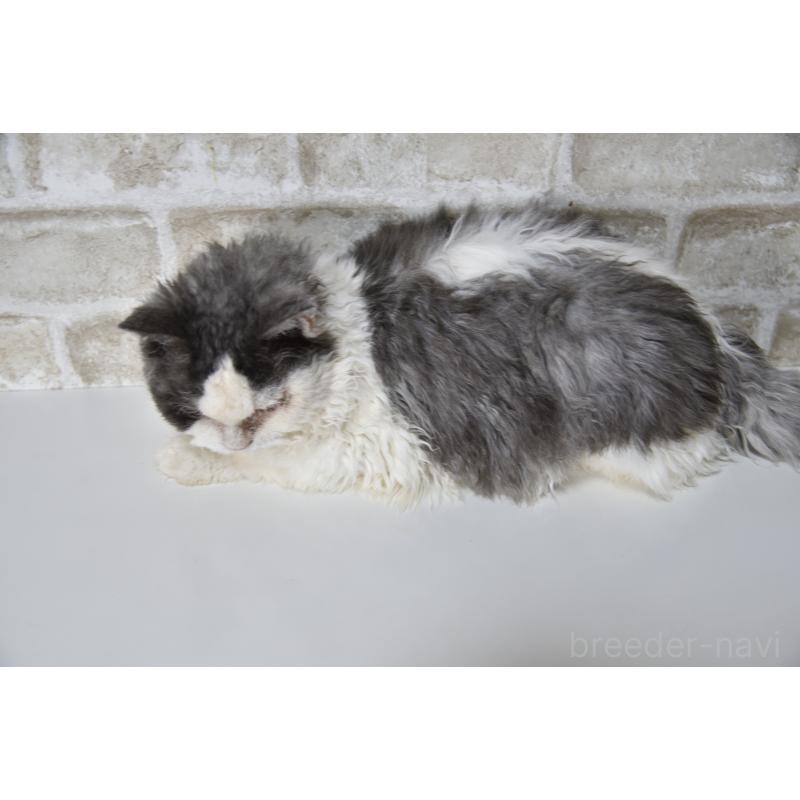 販売中の千葉県のセルカークレックス-112227の8枚目