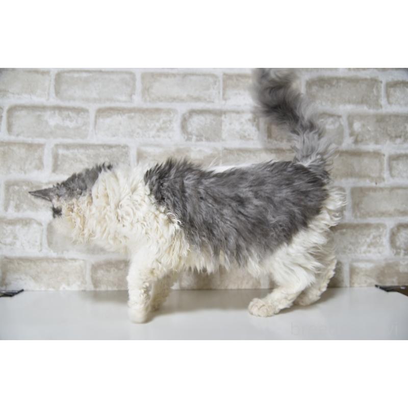 販売中の千葉県のセルカークレックス-112227の7枚目