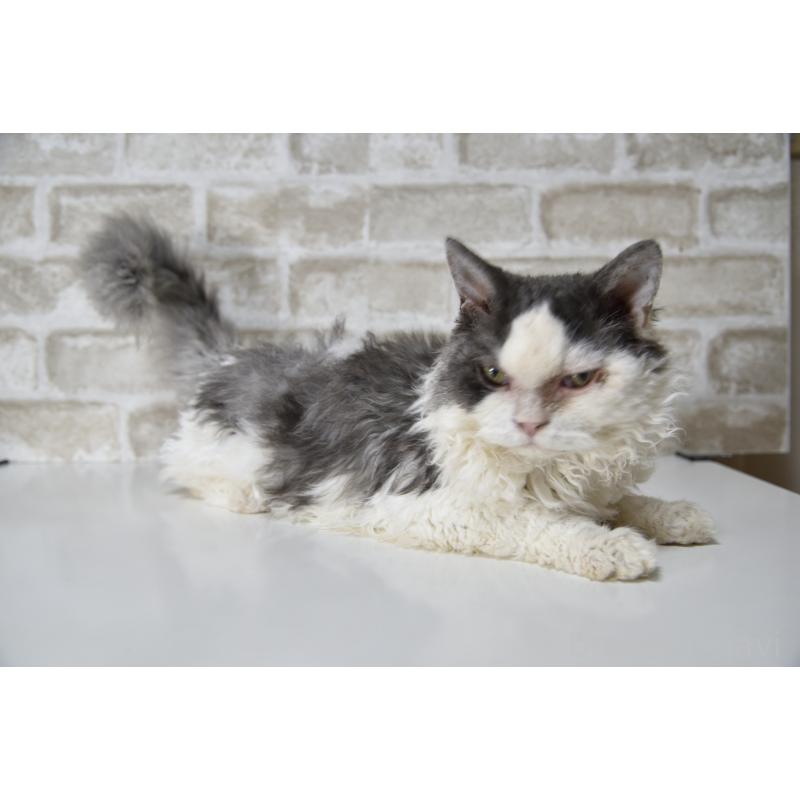 販売中の千葉県のセルカークレックス-112227の6枚目