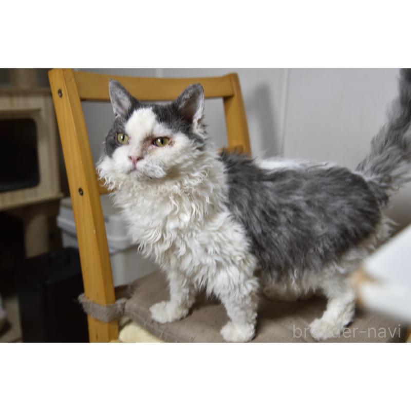 販売中の千葉県のセルカークレックス-112227の5枚目