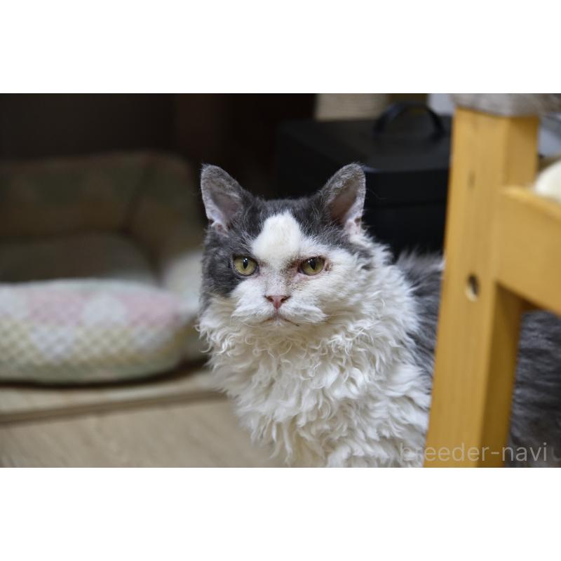 販売中の千葉県のセルカークレックス-112227の4枚目