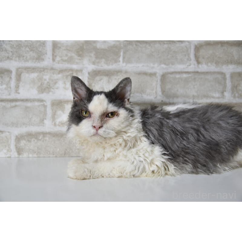 販売中の千葉県のセルカークレックス-112227の3枚目