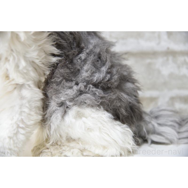 販売中の千葉県のセルカークレックス-112227の2枚目