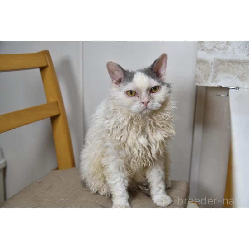 販売中の千葉県のセルカークレックス-112229の10枚目