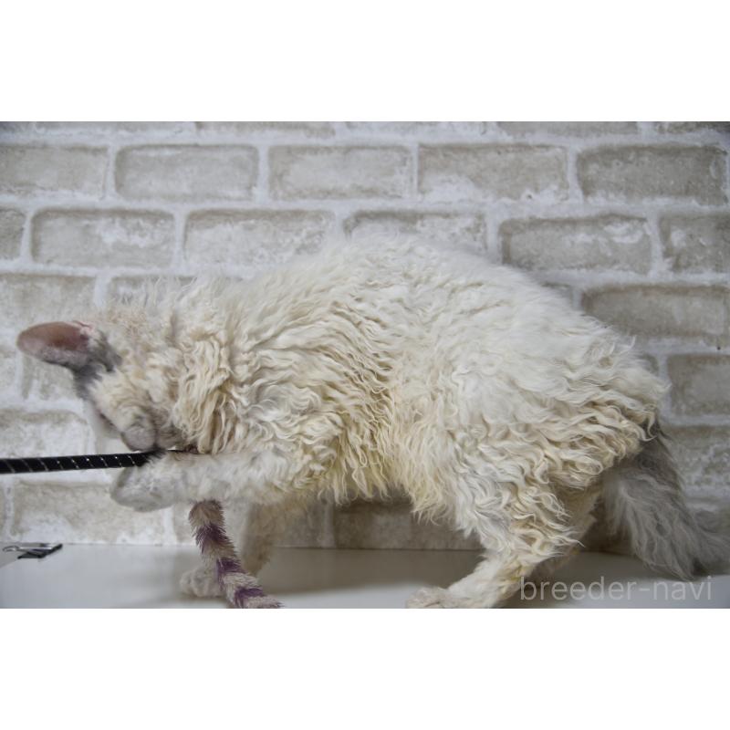 販売中の千葉県のセルカークレックス-112229の9枚目