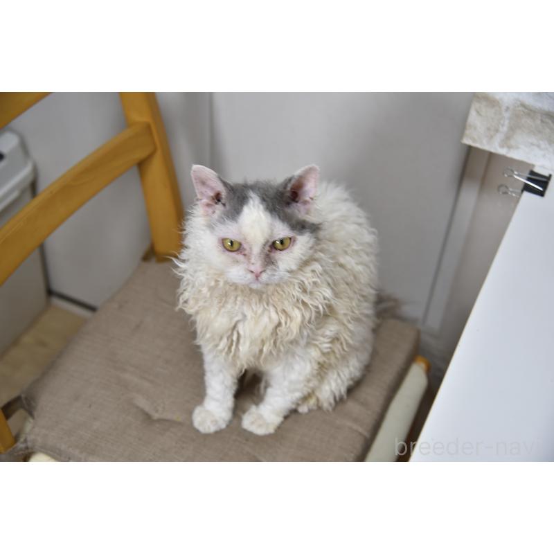 販売中の千葉県のセルカークレックス-112229の7枚目