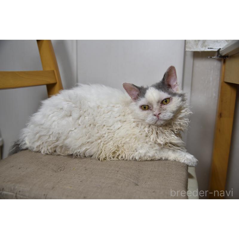 販売中の千葉県のセルカークレックス-112229の6枚目