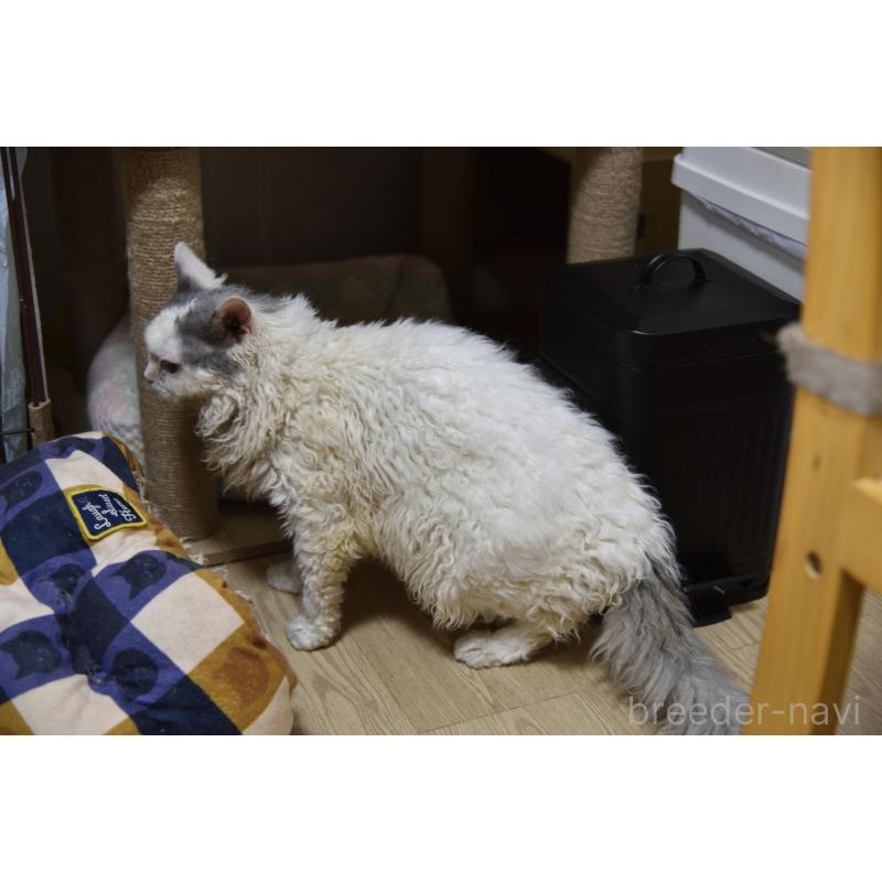 販売中の千葉県のセルカークレックス-112229の5枚目