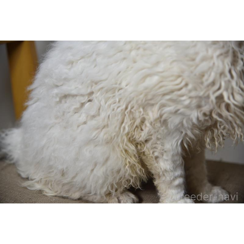 販売中の千葉県のセルカークレックス-112229の4枚目