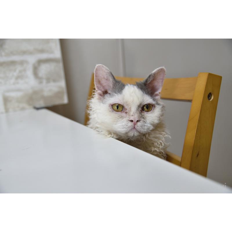 販売中の千葉県のセルカークレックス-112229の3枚目