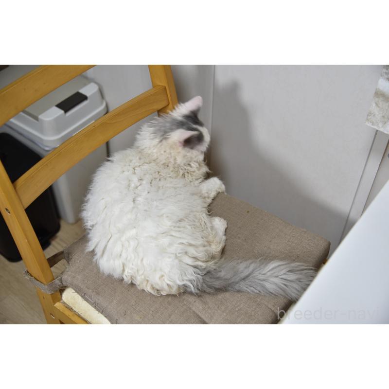 販売中の千葉県のセルカークレックス-112229の2枚目