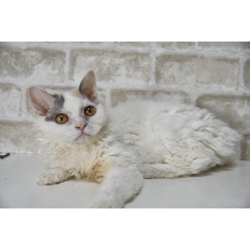 販売中の千葉県のセルカークレックス-112228の8枚目