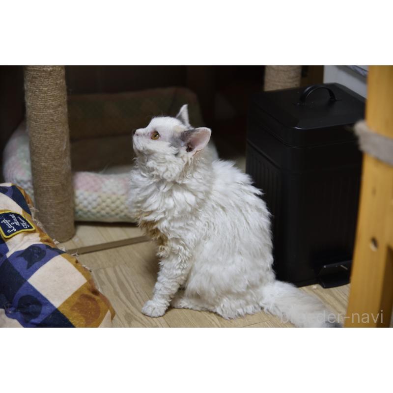 販売中の千葉県のセルカークレックス-112228の5枚目