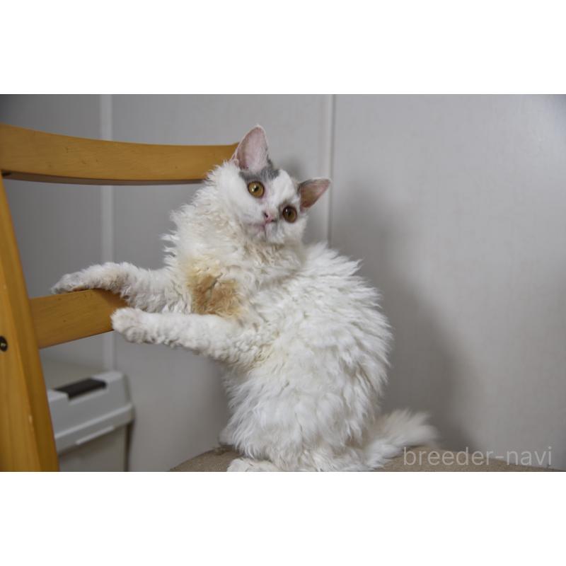 販売中の千葉県のセルカークレックス-112228の3枚目