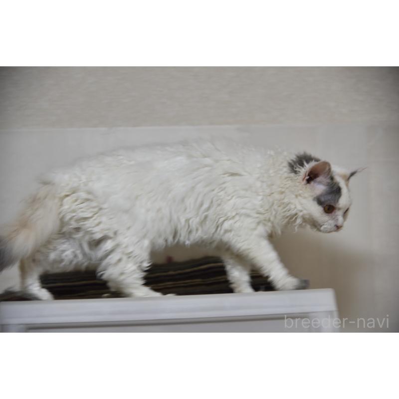 販売中の千葉県のセルカークレックス-112228の2枚目