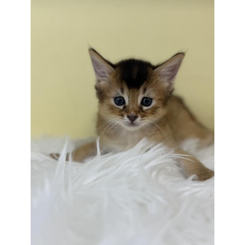 販売中の埼玉県のソマリ-130206の4枚目