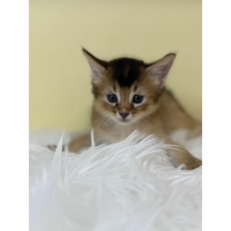 販売中の埼玉県のソマリ-130206の3枚目