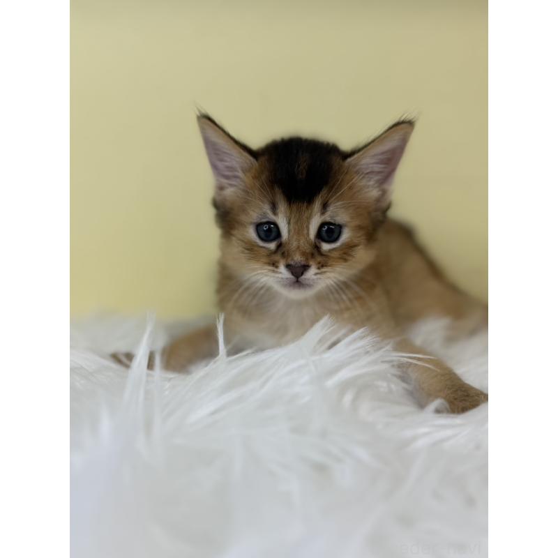 販売中の埼玉県のソマリ-130206の2枚目