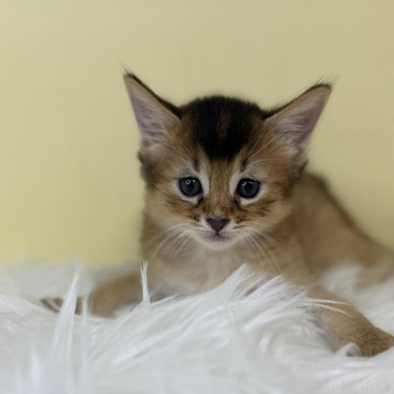 販売中の埼玉県のソマリ-130206の1枚目