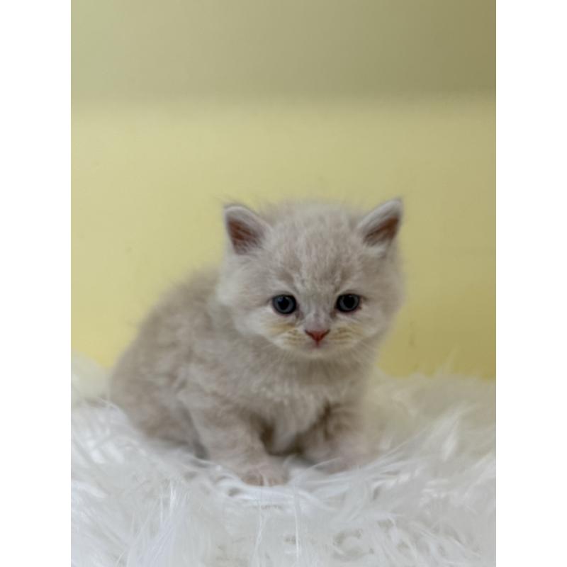 販売中の埼玉県のサイベリアン-130207の4枚目