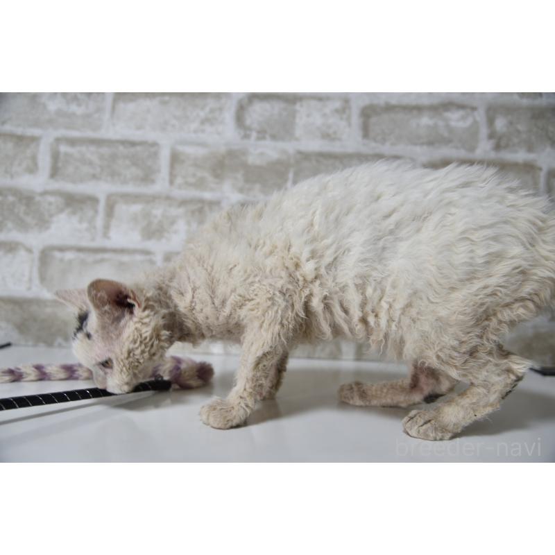 販売中の千葉県のセルカークレックス-118477の10枚目