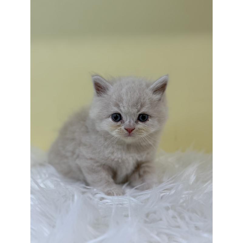 販売中の埼玉県のサイベリアン-130207の3枚目