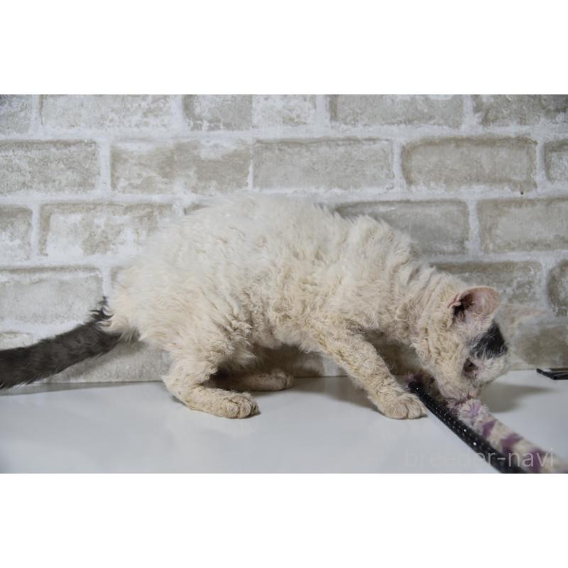 販売中の千葉県のセルカークレックス-118477の9枚目