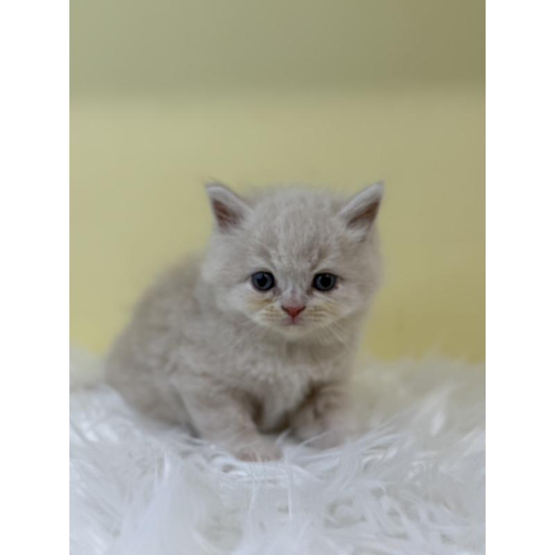 販売中の埼玉県のサイベリアン-130207の2枚目