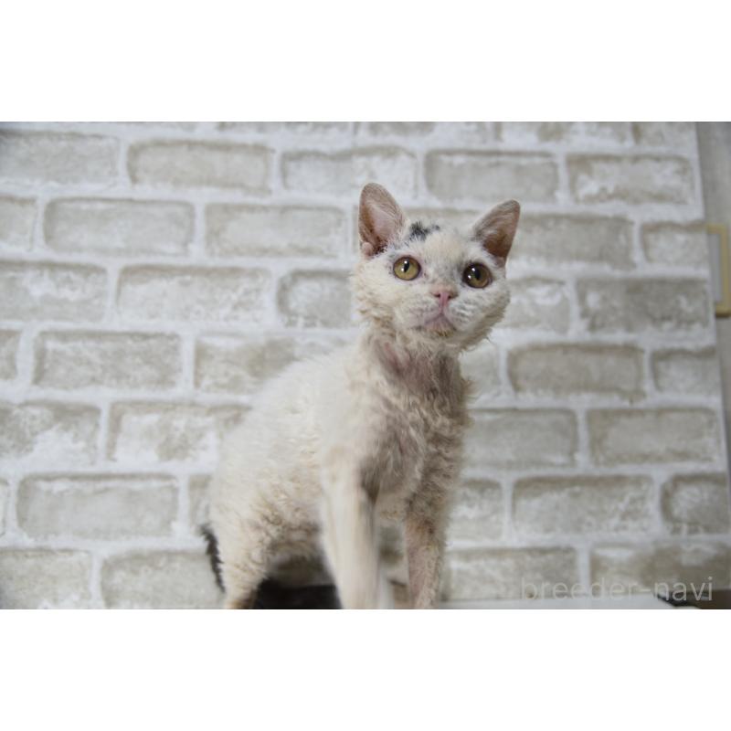 販売中の千葉県のセルカークレックス-118477の8枚目