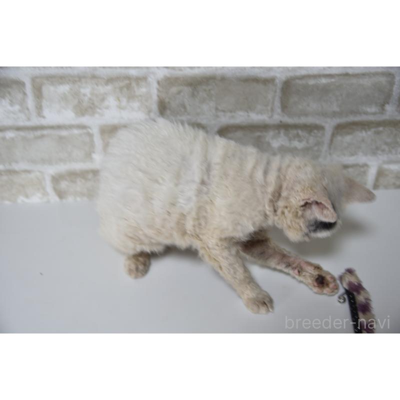 販売中の千葉県のセルカークレックス-118477の6枚目