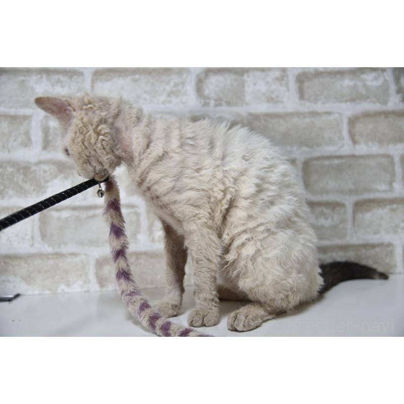 販売中の千葉県のセルカークレックス-118477の7枚目