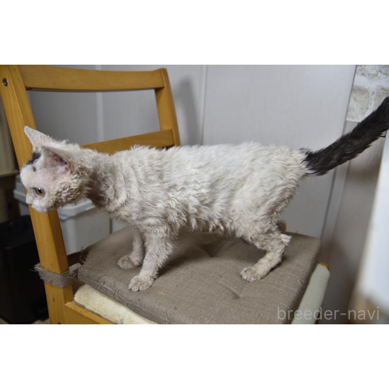 販売中の千葉県のセルカークレックス-118477の5枚目