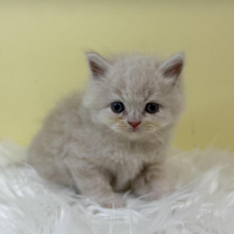 販売中の埼玉県のサイベリアン-130207の1枚目