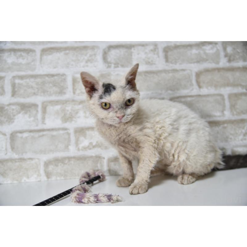 販売中の千葉県のセルカークレックス-118477の3枚目