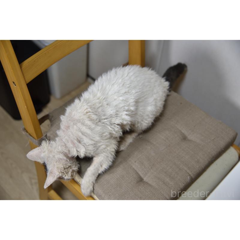 販売中の千葉県のセルカークレックス-118477の4枚目