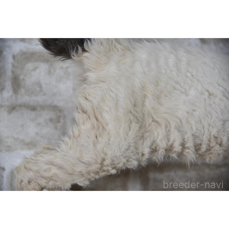 販売中の千葉県のセルカークレックス-118477の2枚目