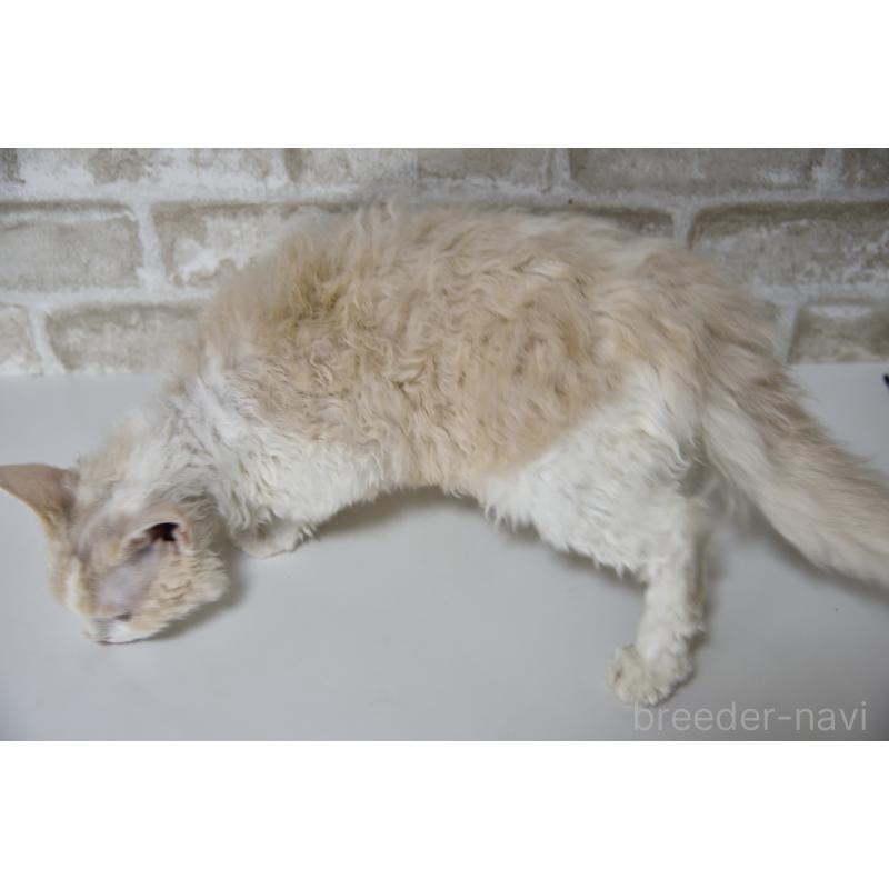 販売中の千葉県のセルカークレックス-118480の10枚目