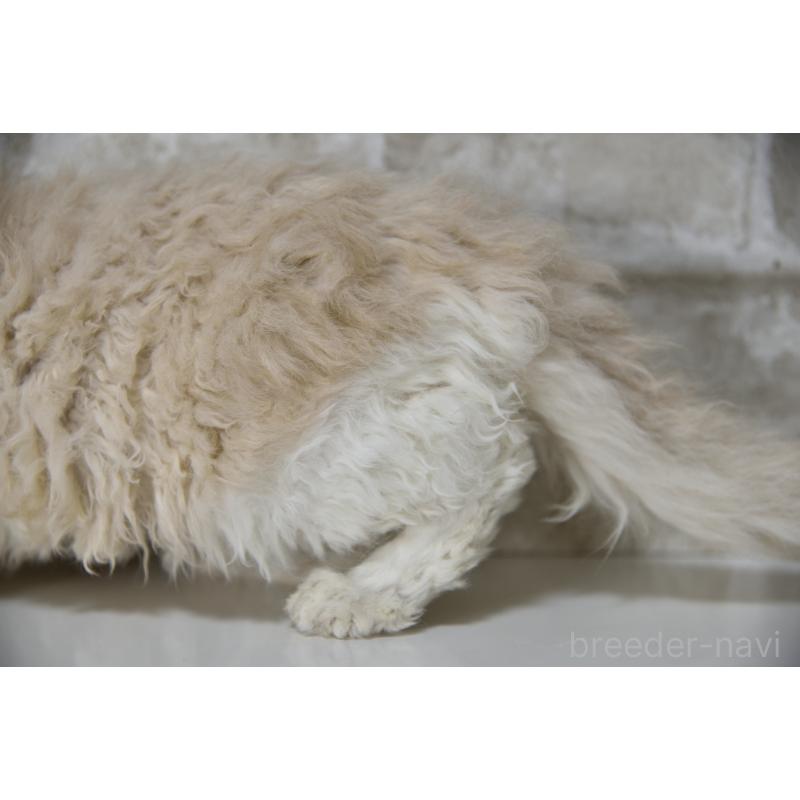 販売中の千葉県のセルカークレックス-118480の8枚目