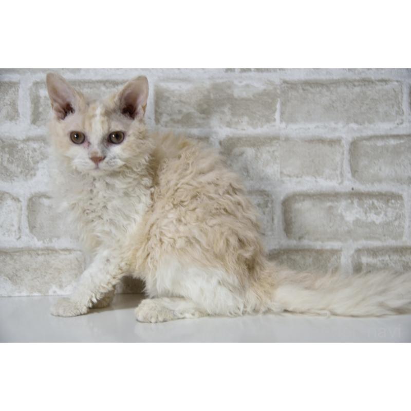 販売中の千葉県のセルカークレックス-118480の9枚目