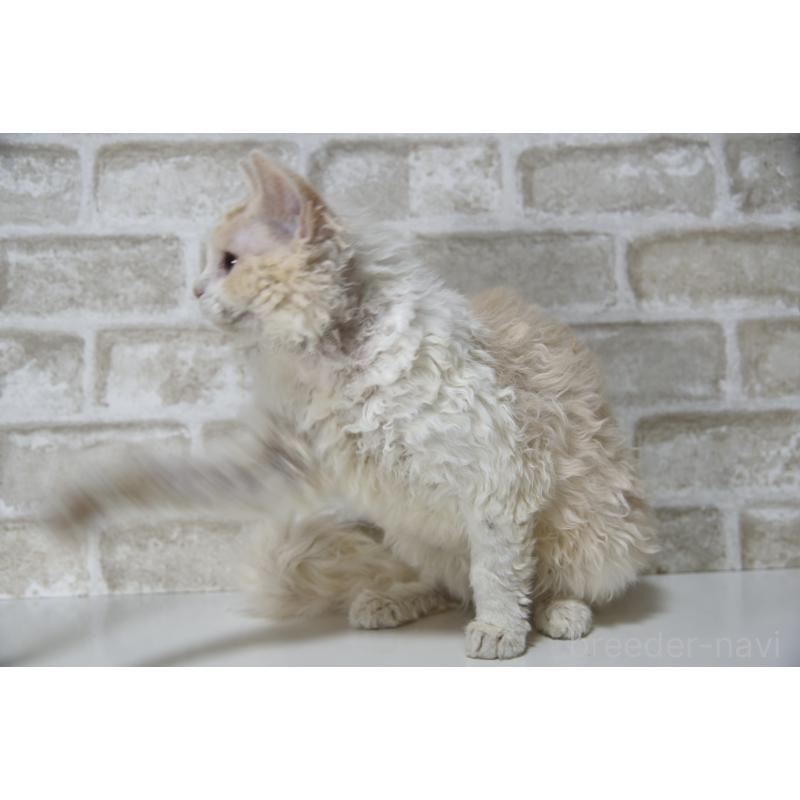 販売中の千葉県のセルカークレックス-118480の7枚目