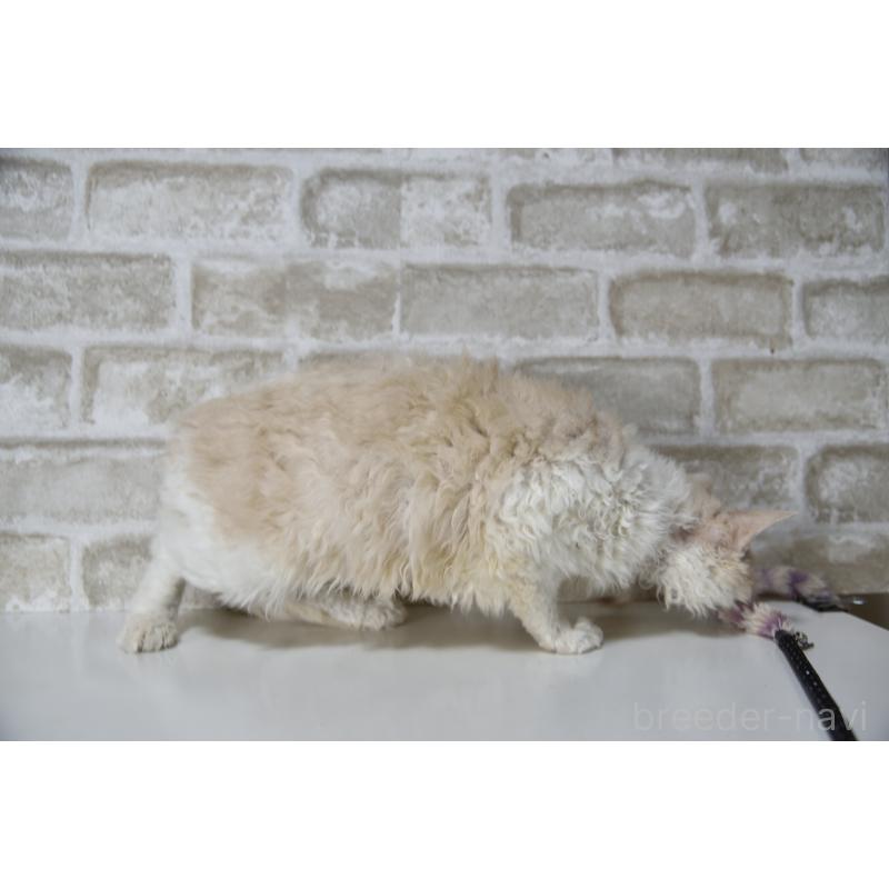 販売中の千葉県のセルカークレックス-118480の6枚目