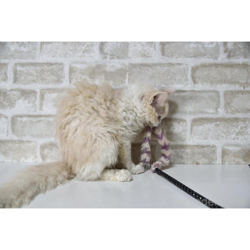 販売中の千葉県のセルカークレックス-118480の5枚目