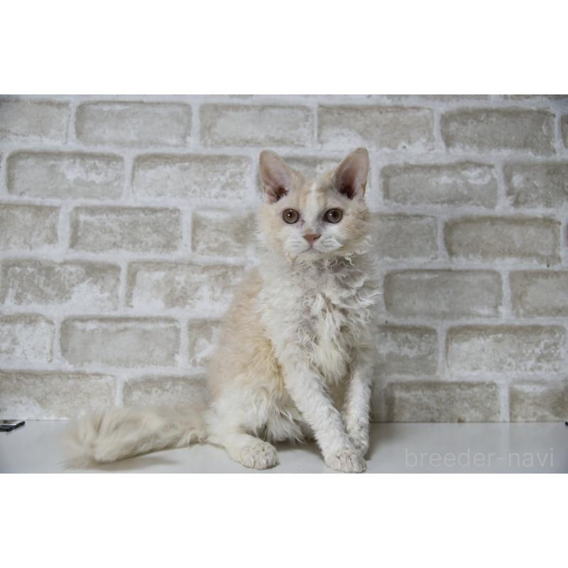 販売中の千葉県のセルカークレックス-118480の3枚目