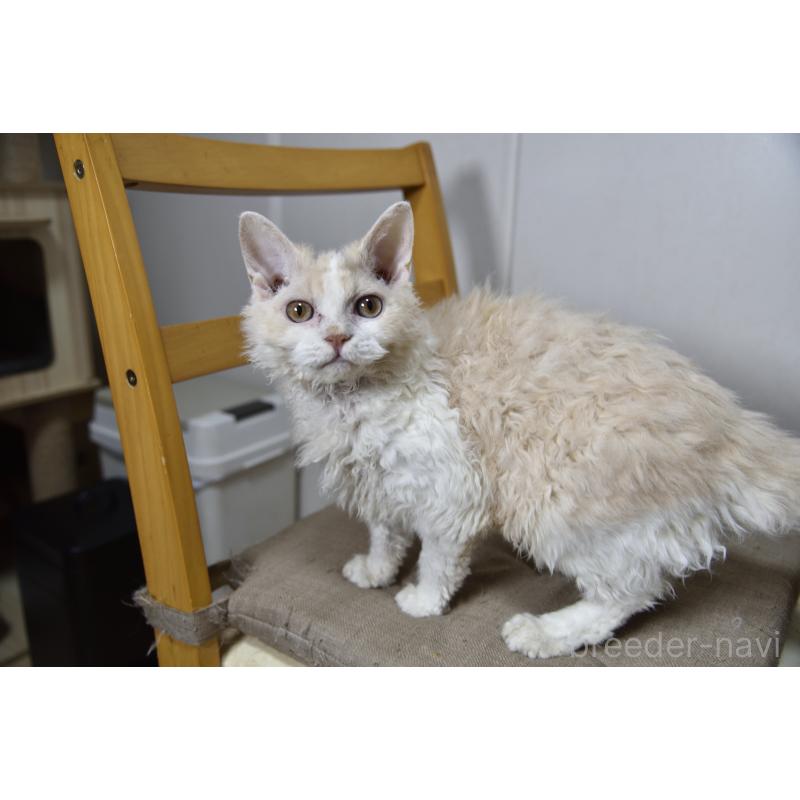 販売中の千葉県のセルカークレックス-118480の4枚目