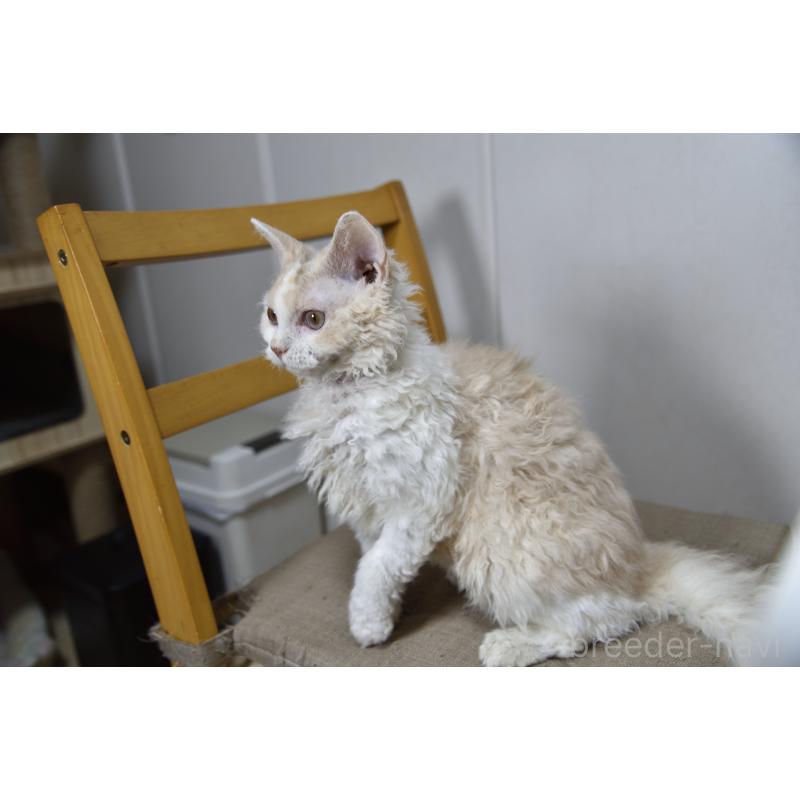 販売中の千葉県のセルカークレックス-118480の2枚目