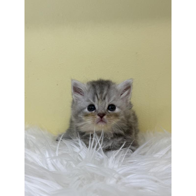 販売中の埼玉県のサイベリアン-130208の4枚目