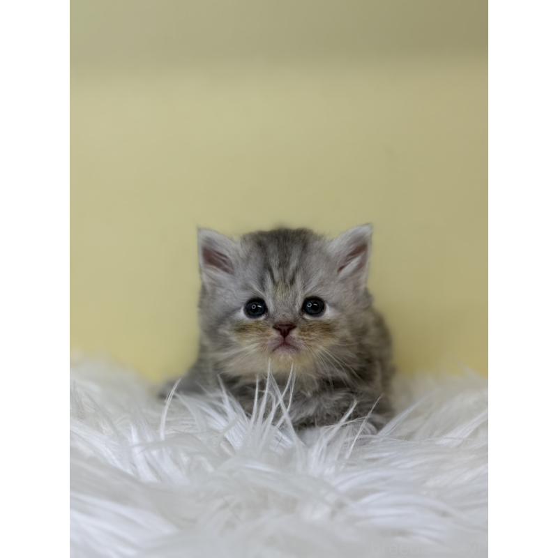 販売中の埼玉県のサイベリアン-130208の3枚目