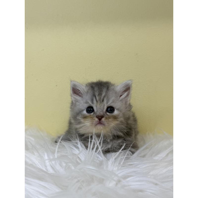 販売中の埼玉県のサイベリアン-130208の2枚目